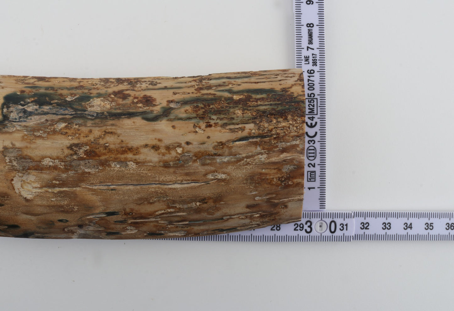 Beige-blue mammoth bark