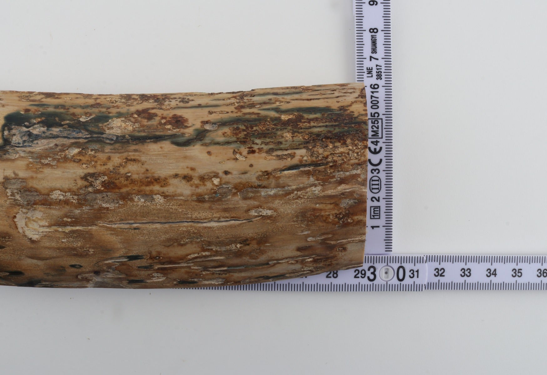 Beige-blue mammoth bark