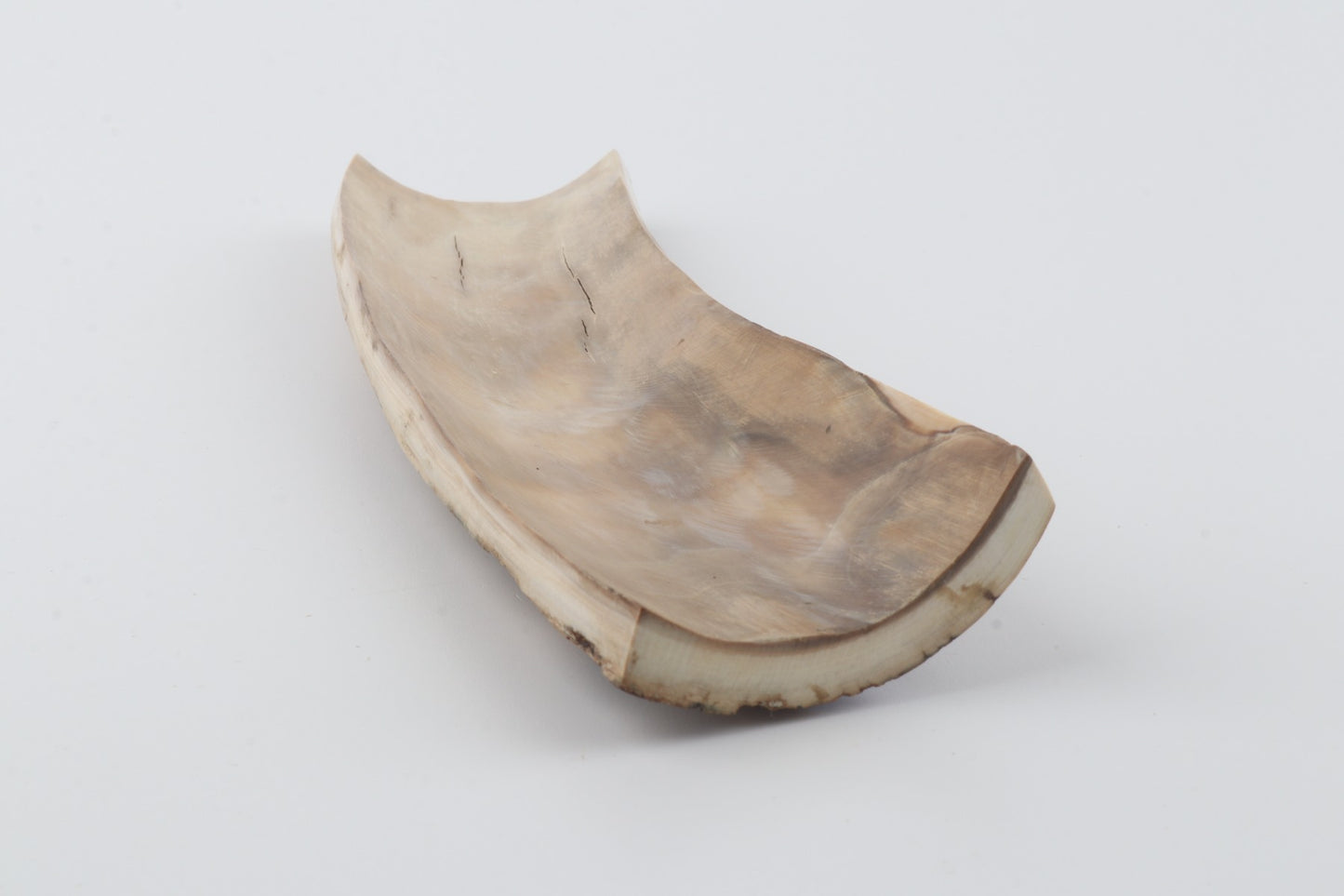 Beige-blue mammoth bark