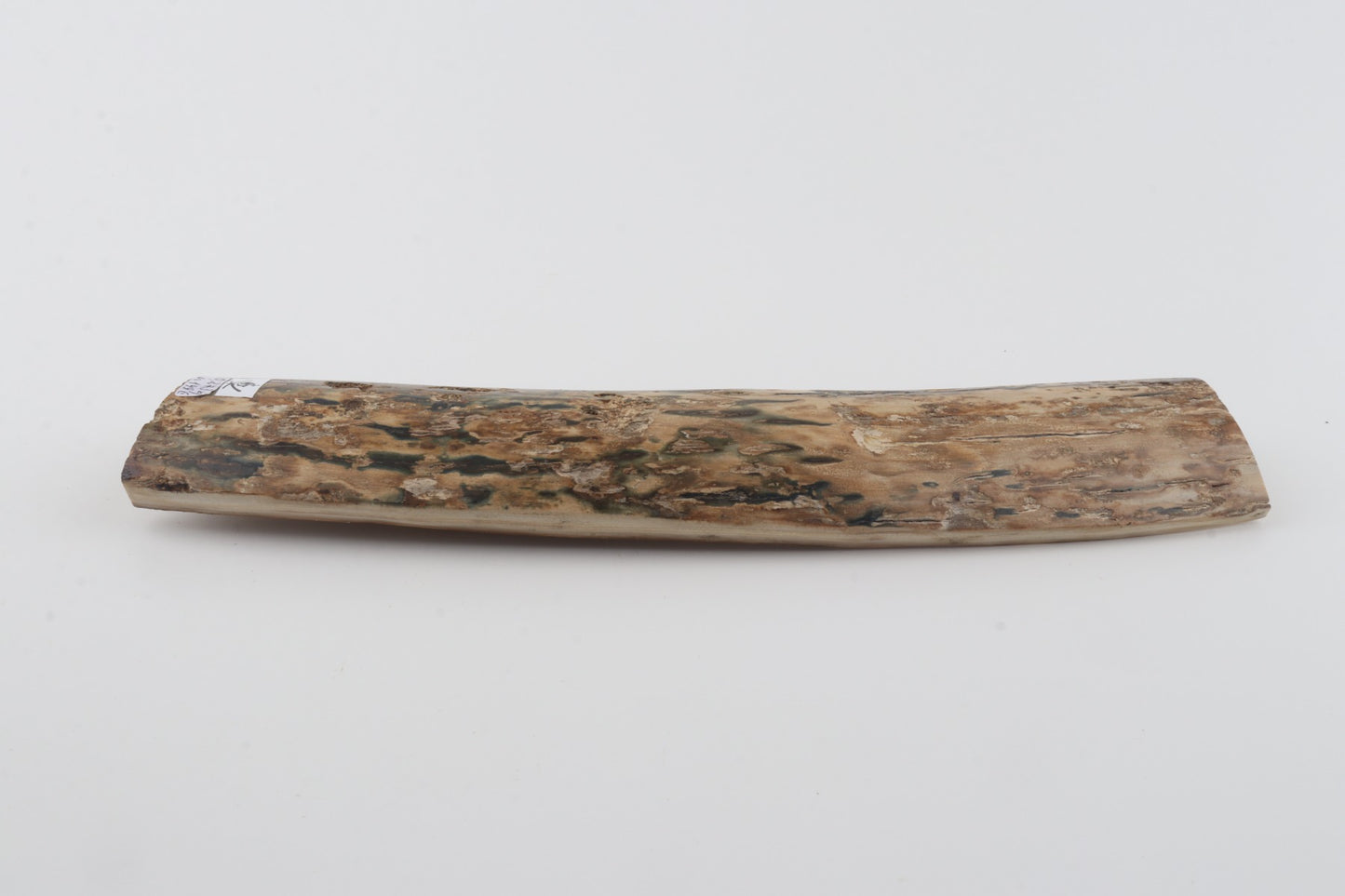 Beige-blue mammoth bark