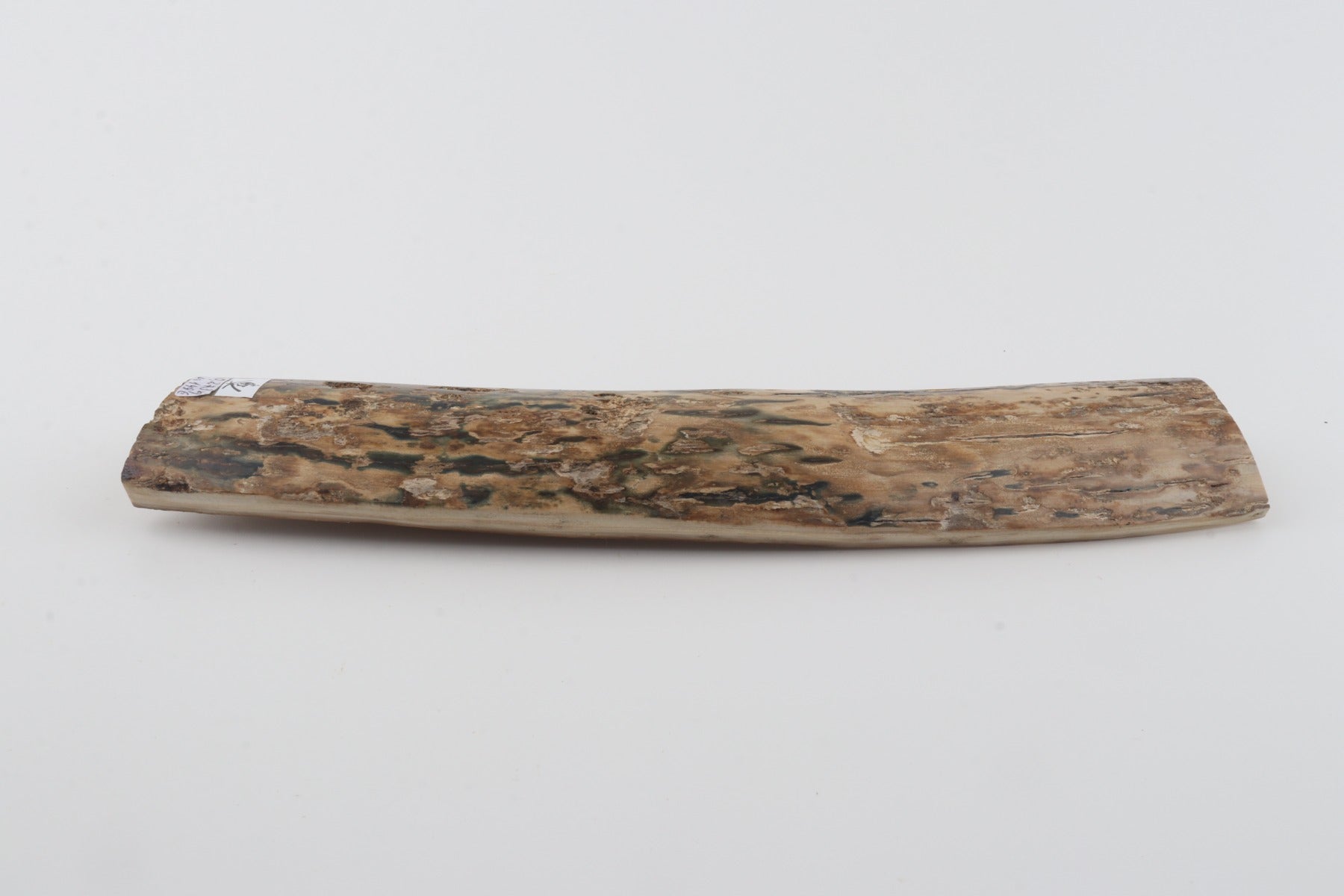 Beige-blue mammoth bark
