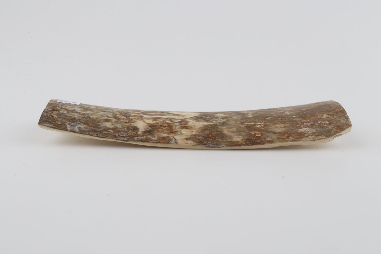 Beige-green mammoth bark