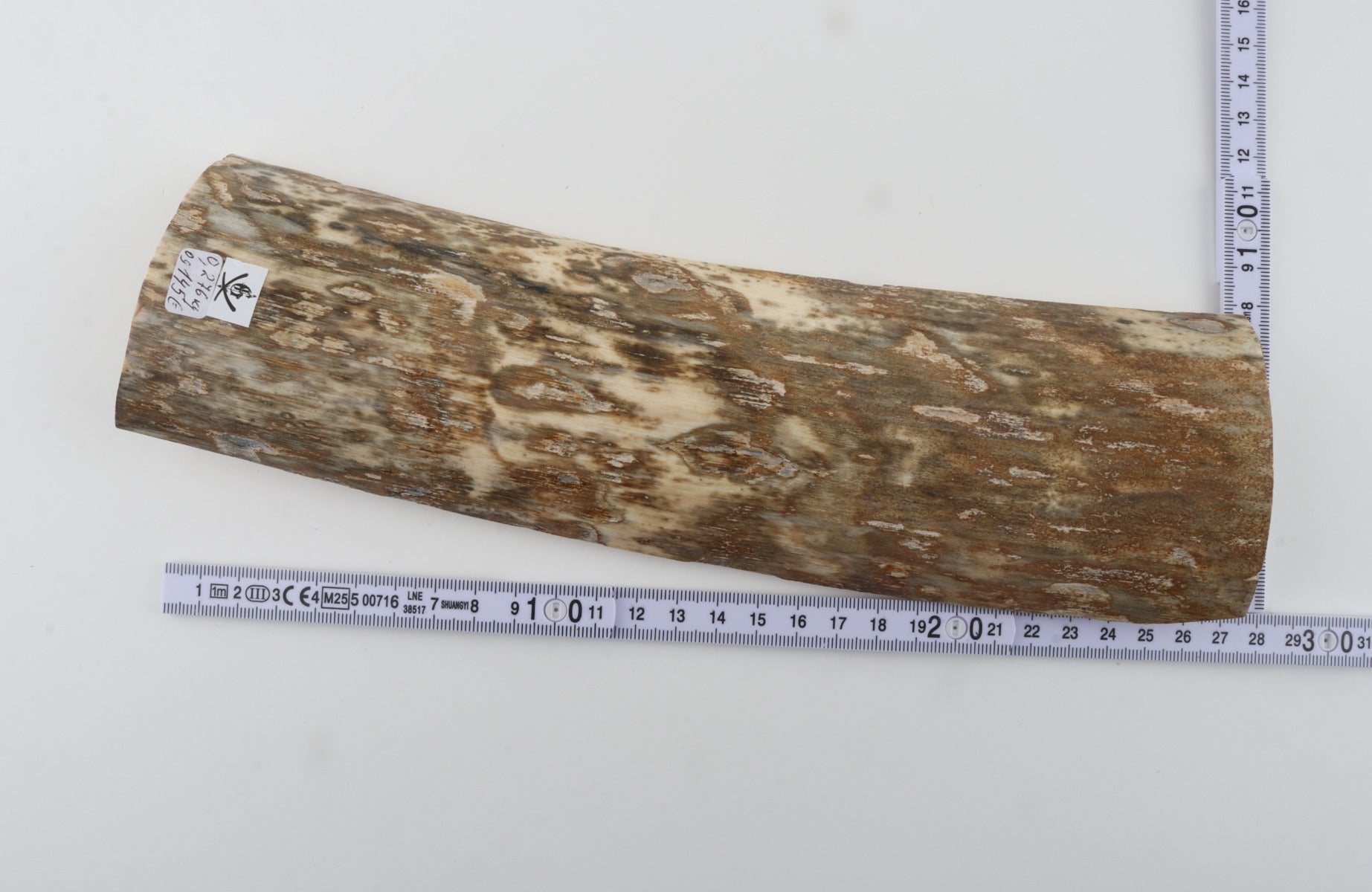 Beige-green mammoth bark