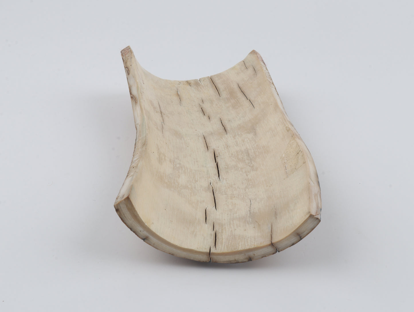 Creme-orange mammoth bark