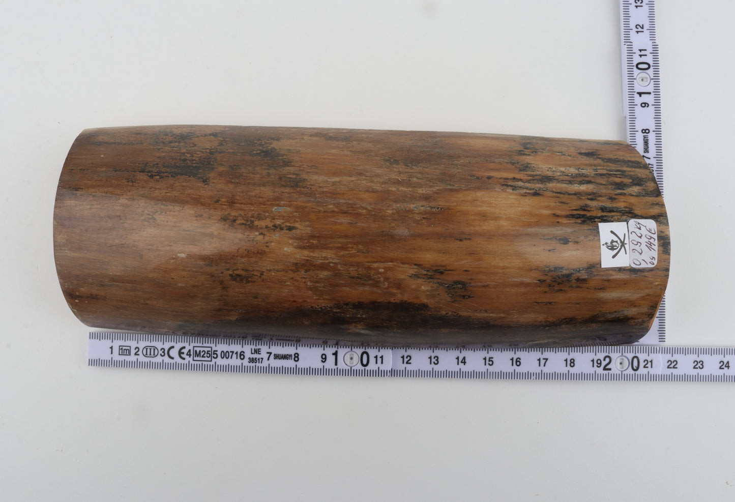 Beige mammoth bark