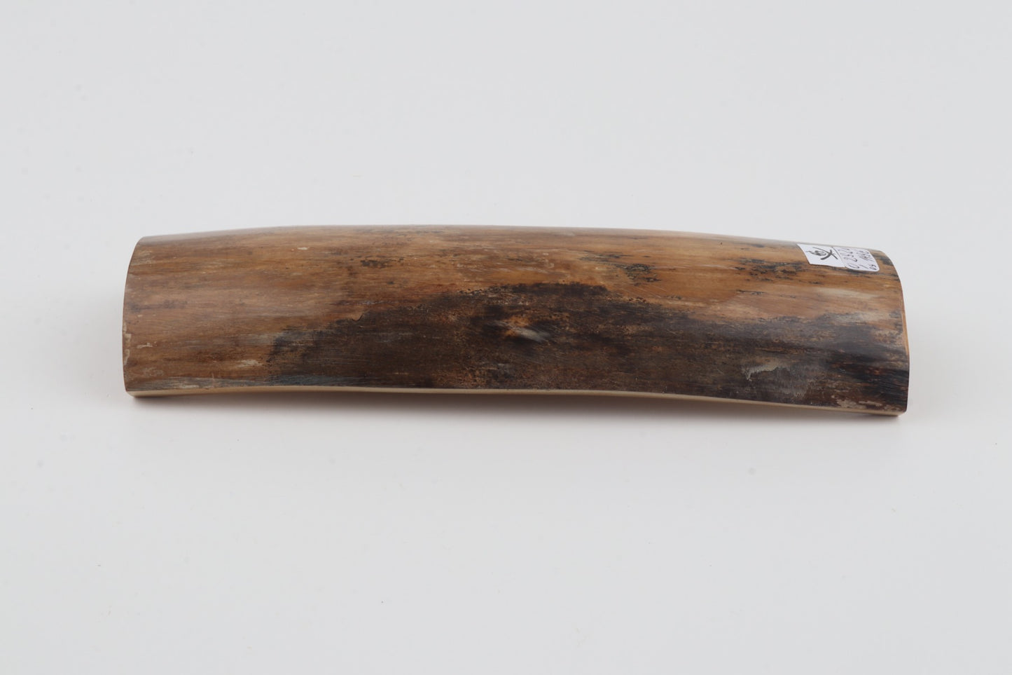 Beige mammoth bark