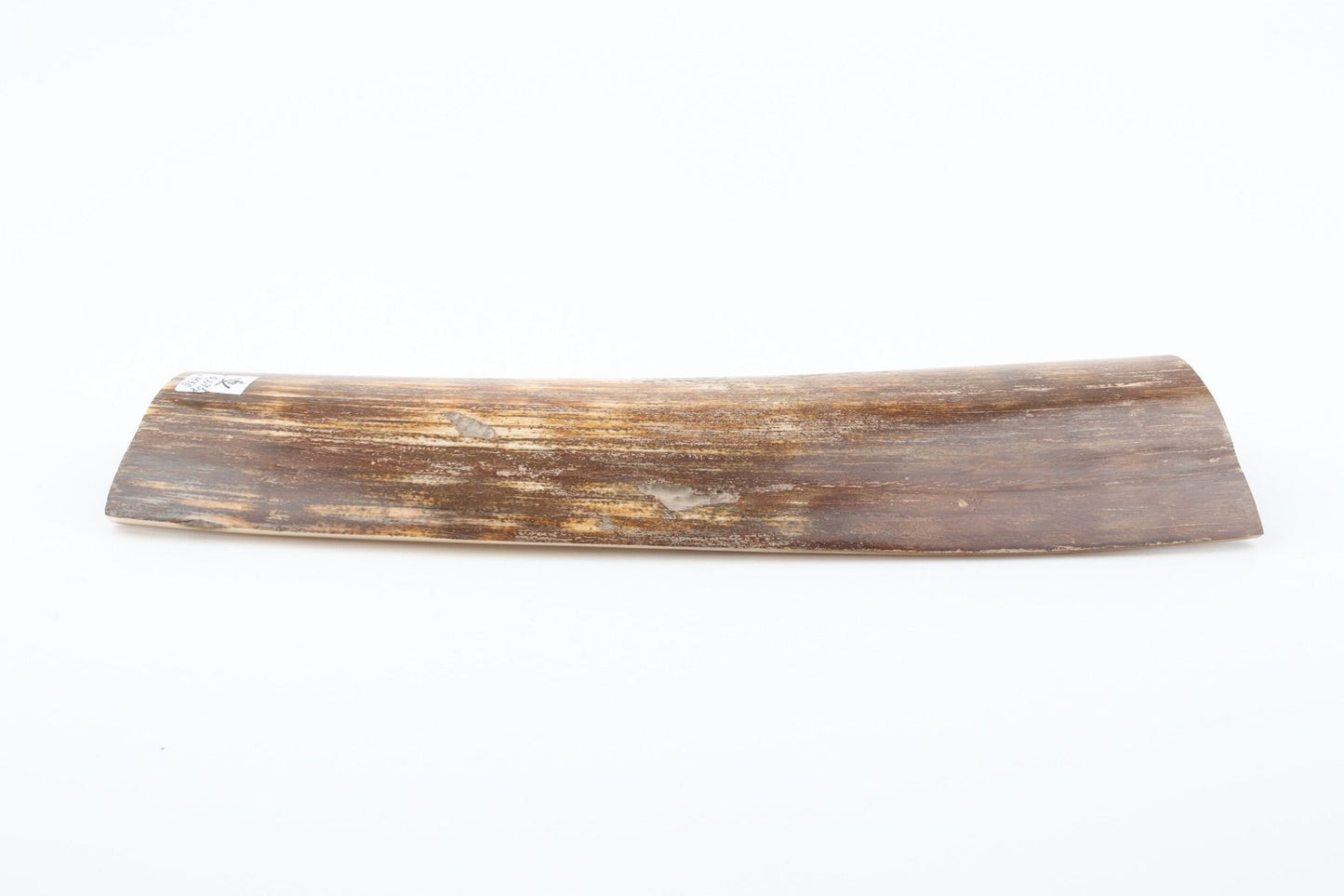 Brown-orange mammoth bark