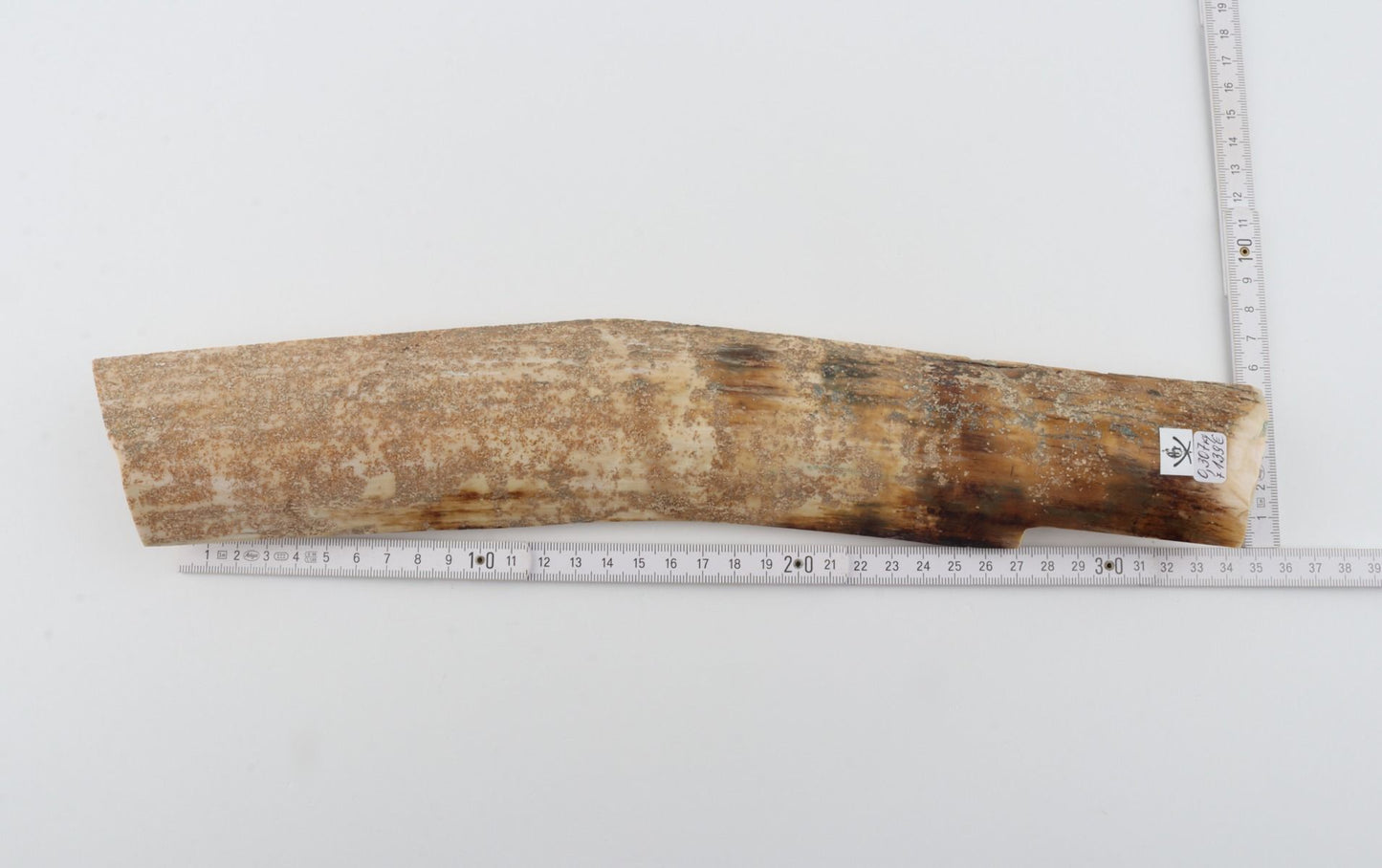 Beige mammoth bark