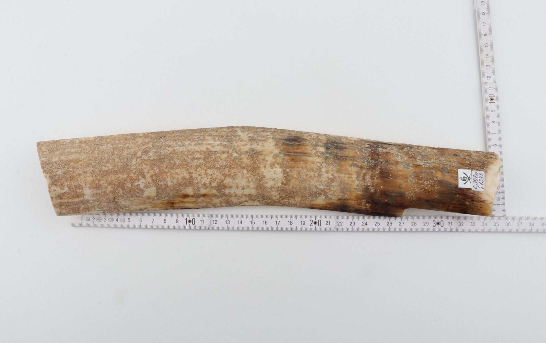 Beige mammoth bark