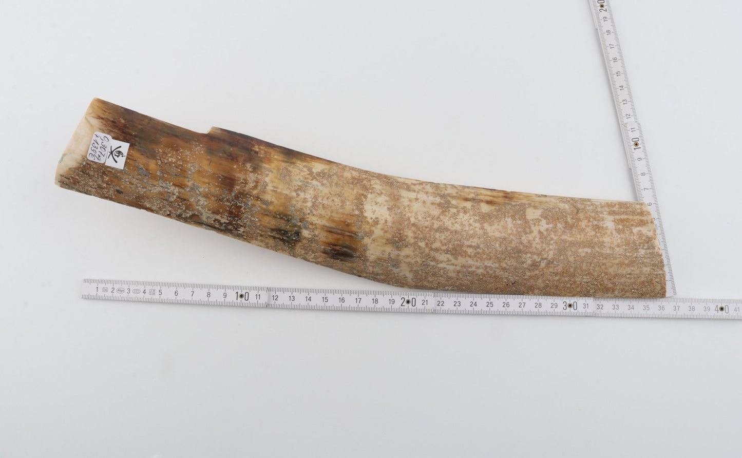 Beige mammoth bark