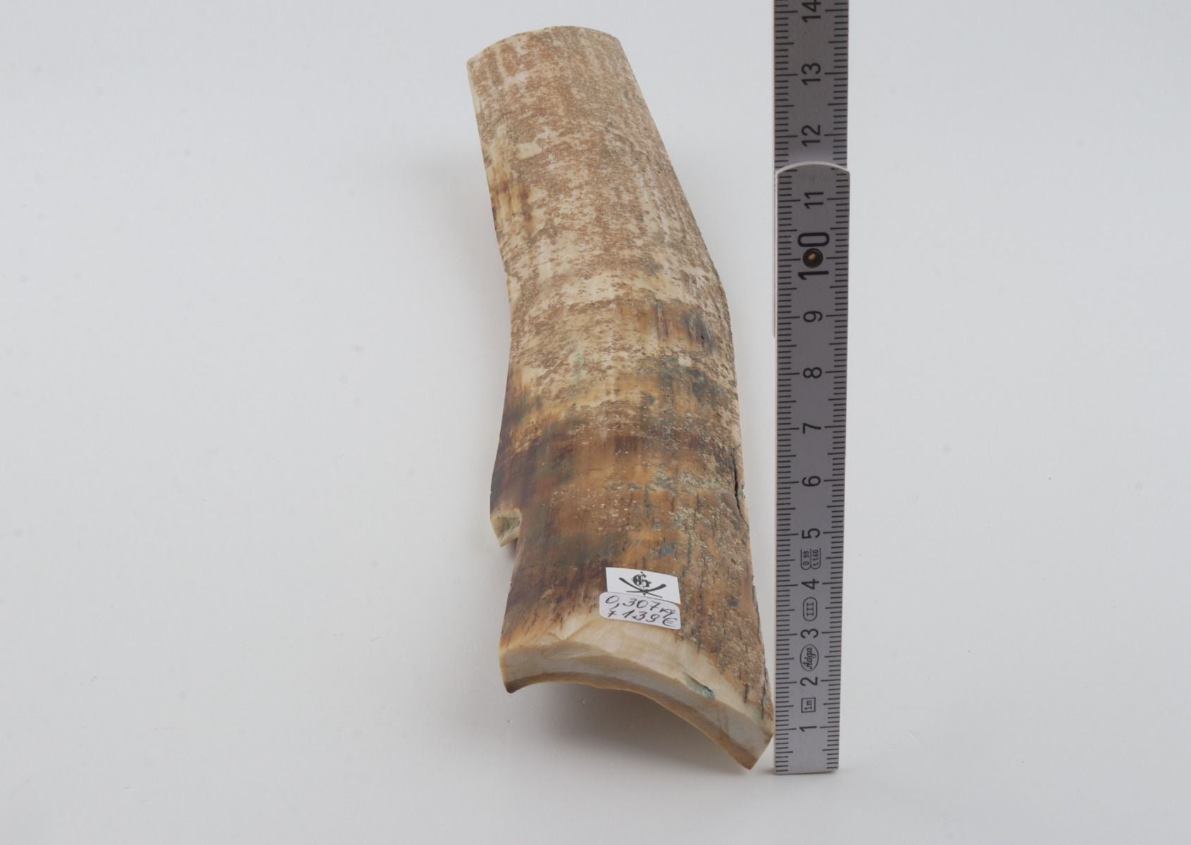 Beige mammoth bark