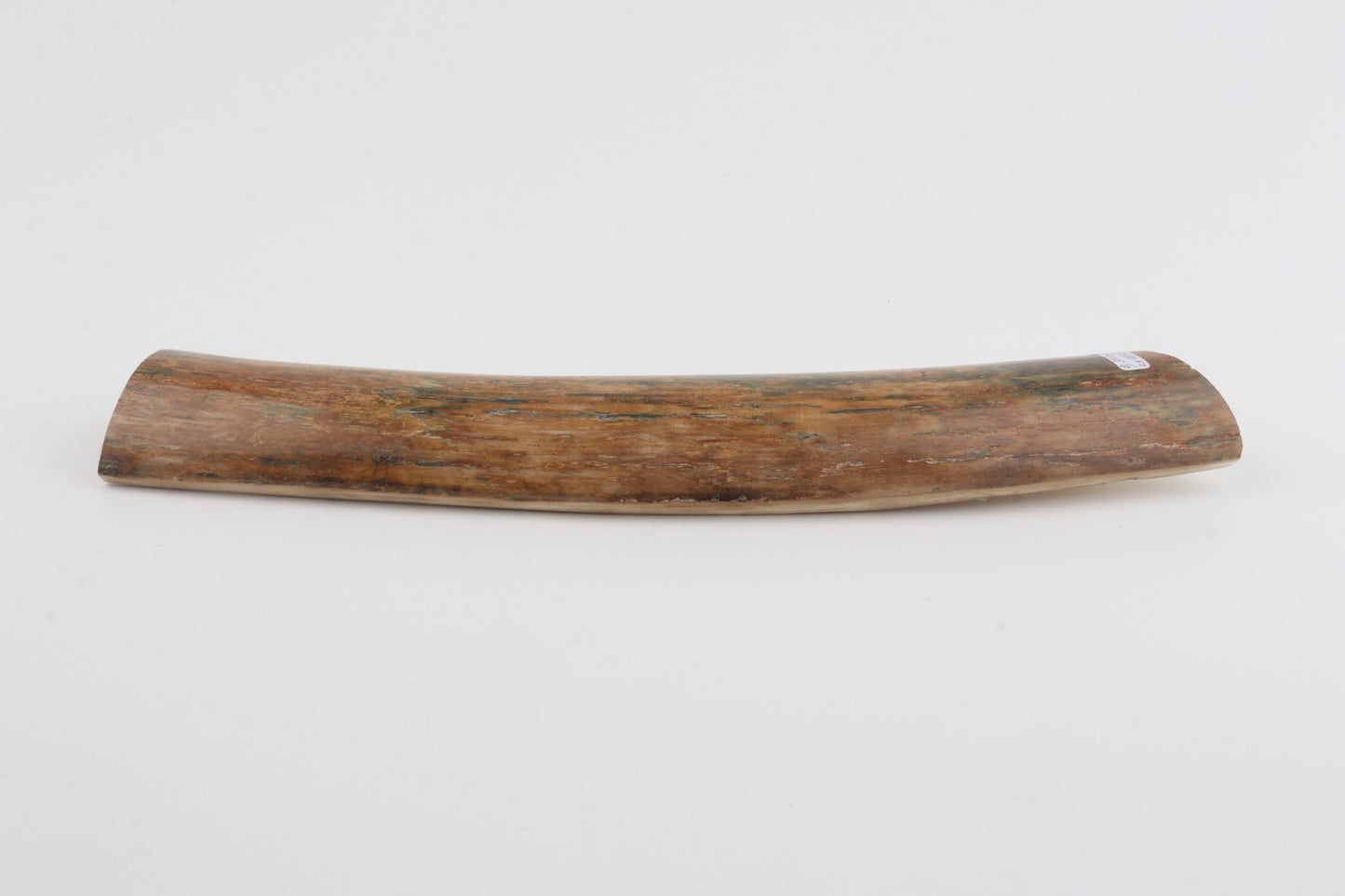 Beige-green mammoth bark