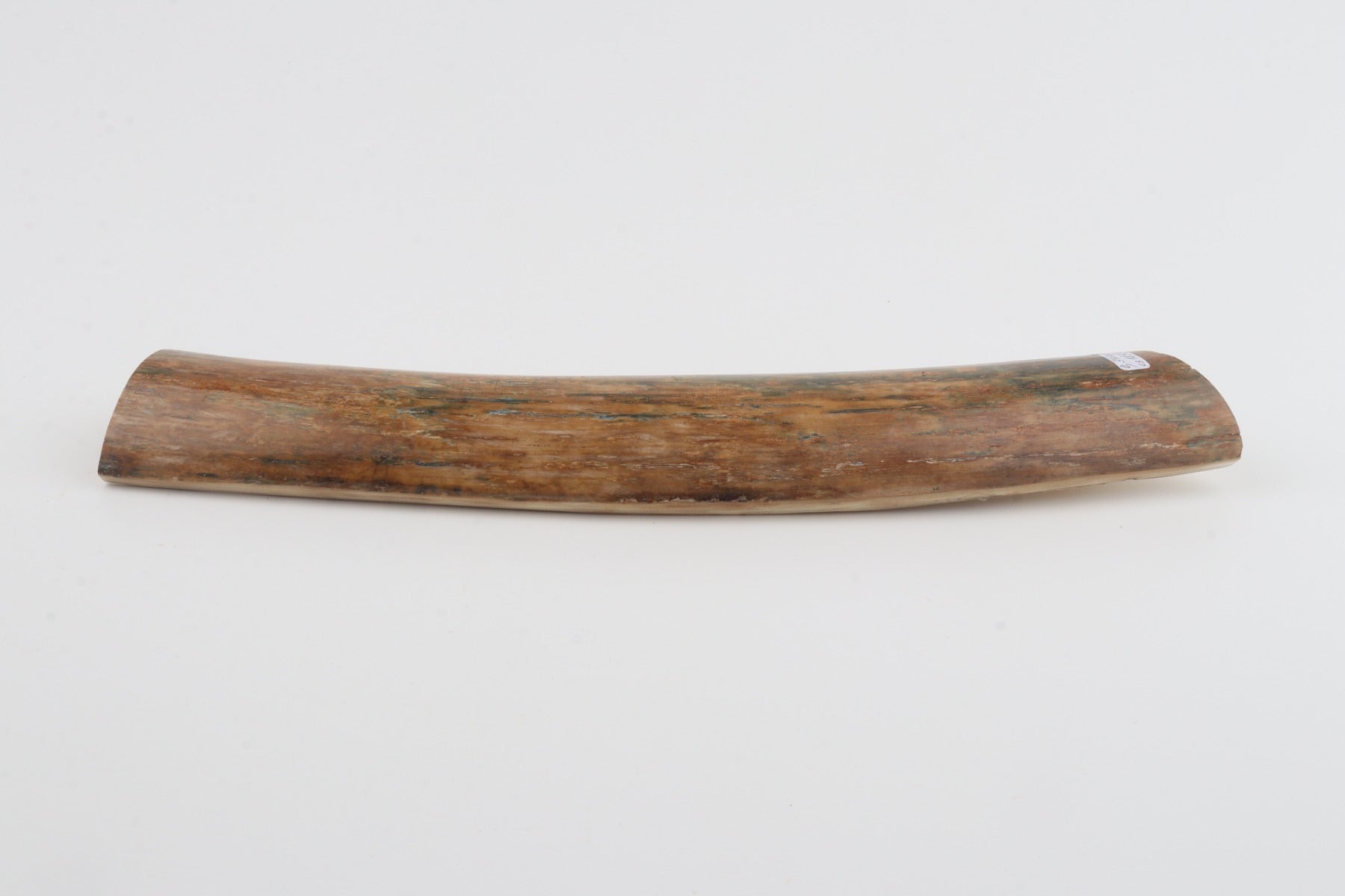 Beige-green mammoth bark