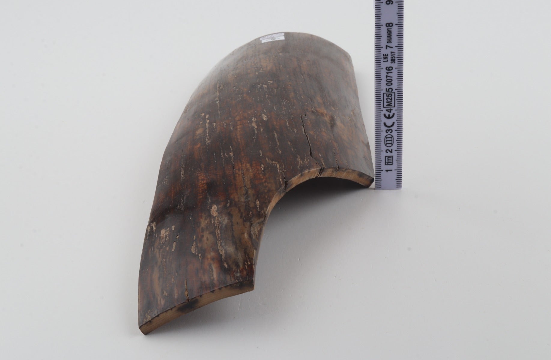 Brown mammoth bark