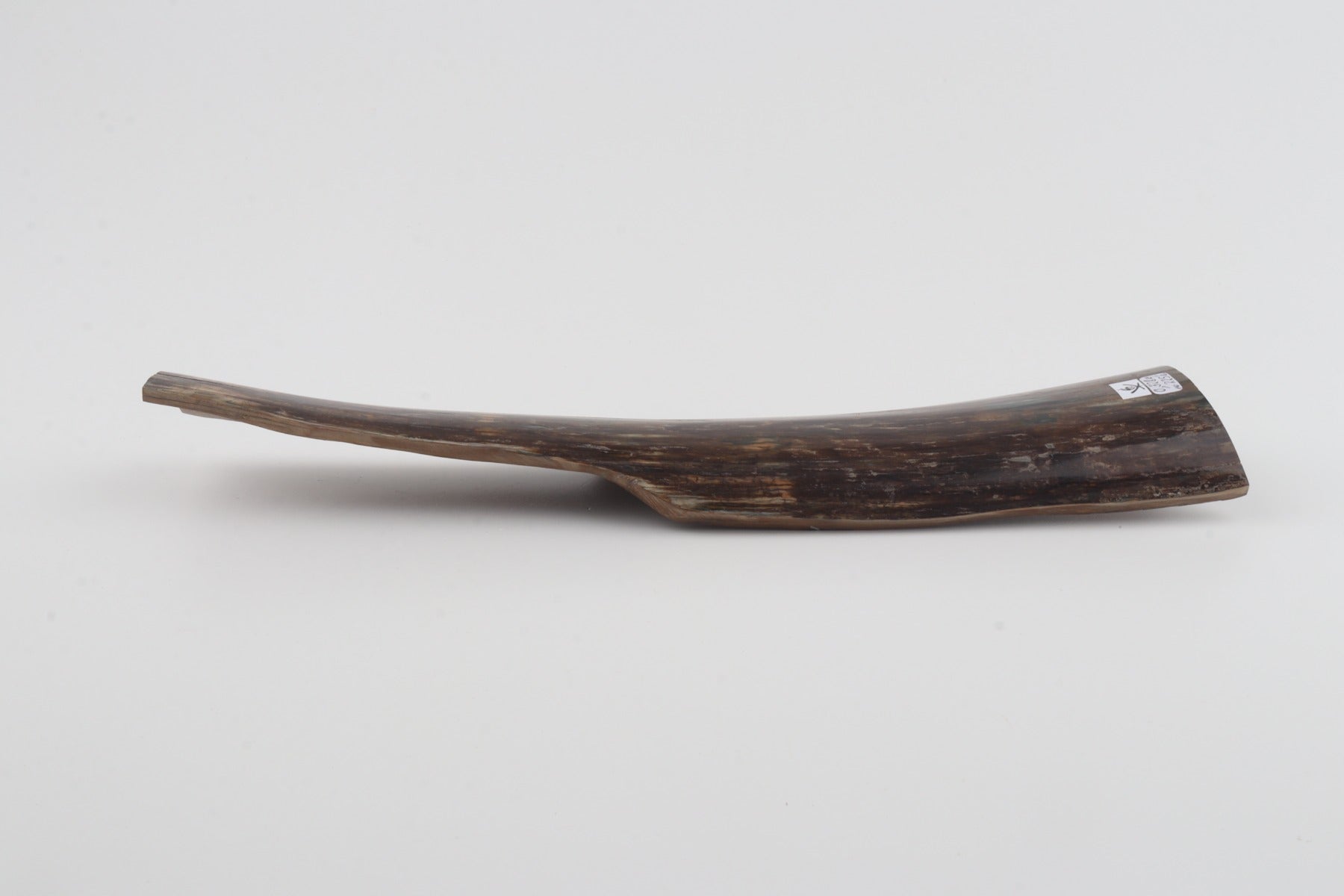 Brown mammoth bark