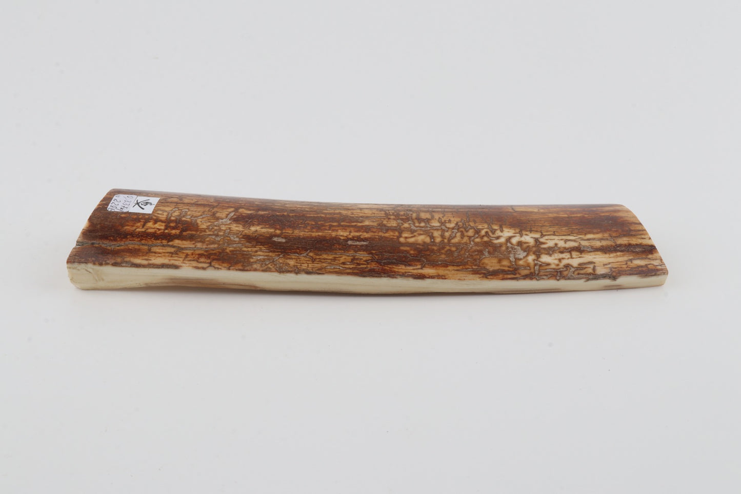 Orange-brown mammoth bark