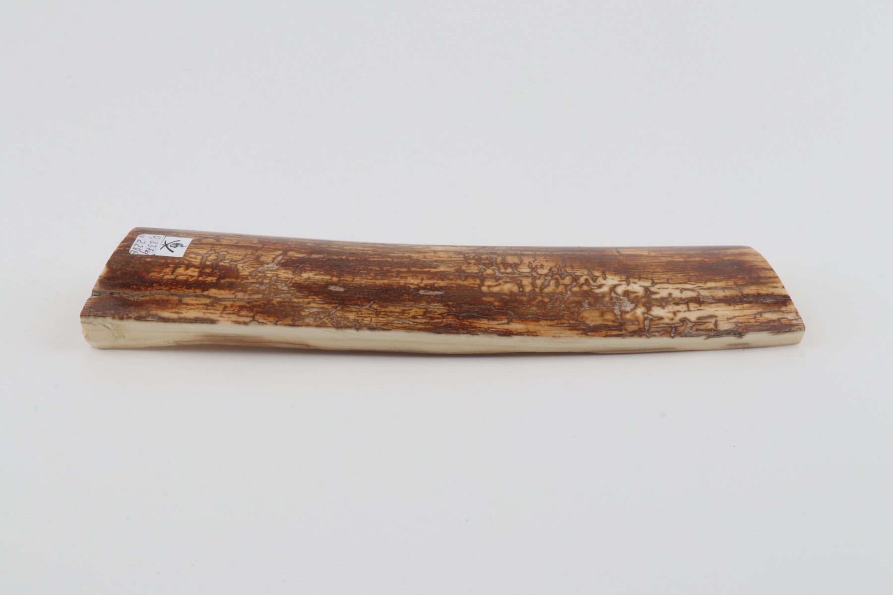 Orange-brown mammoth bark