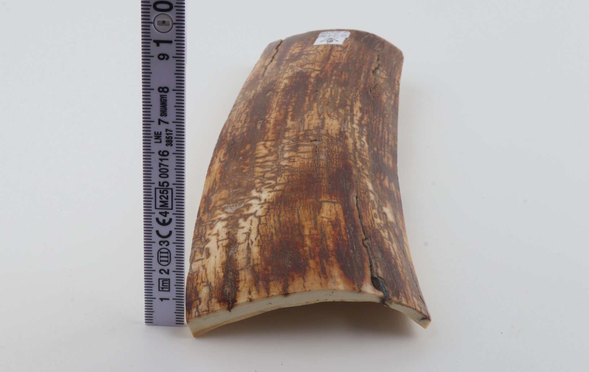 Orange-brown mammoth bark