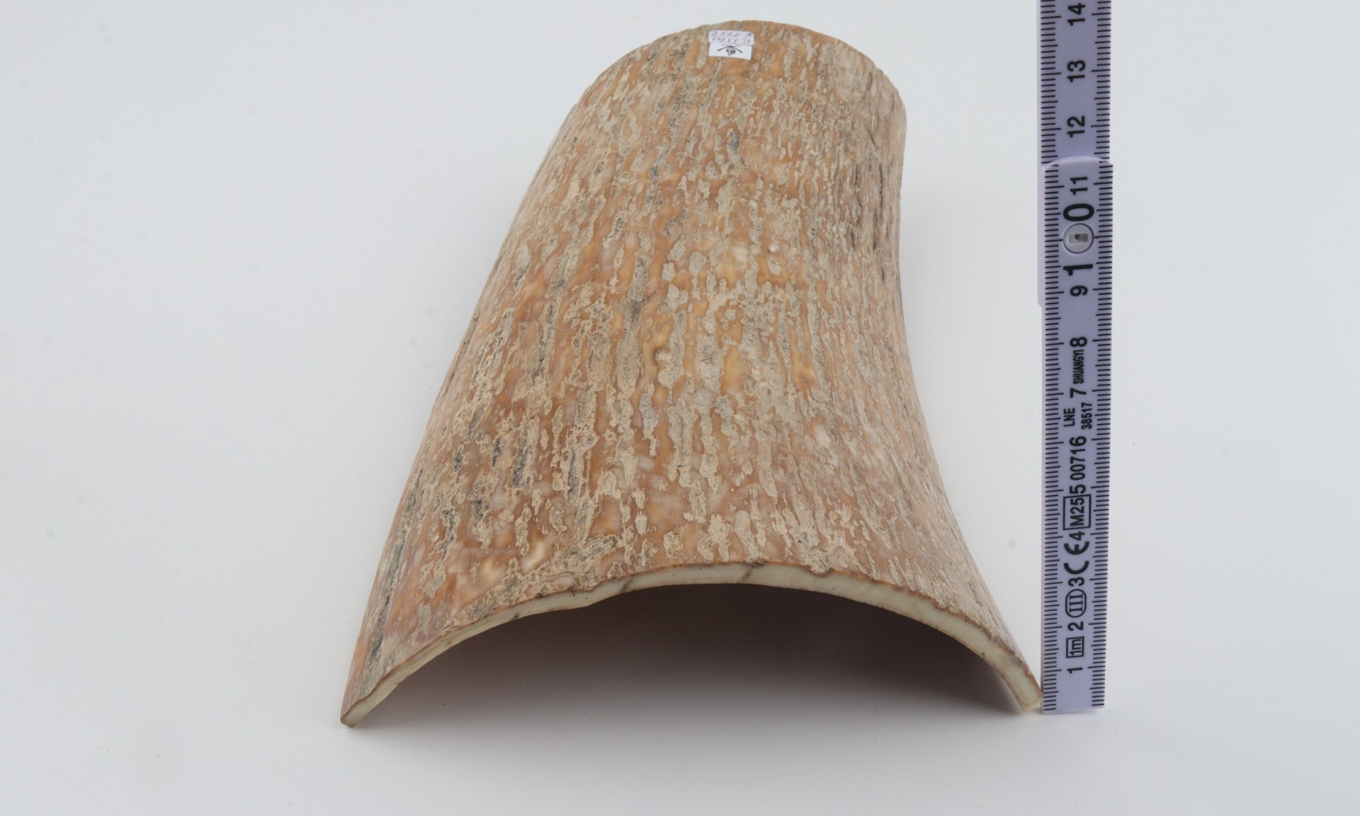 Caramel mammoth bark