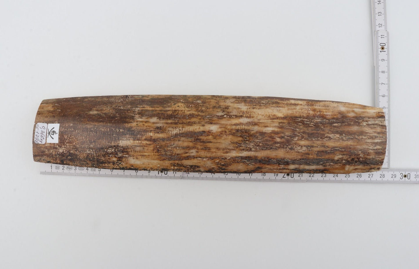 Beige-brown mammoth bark