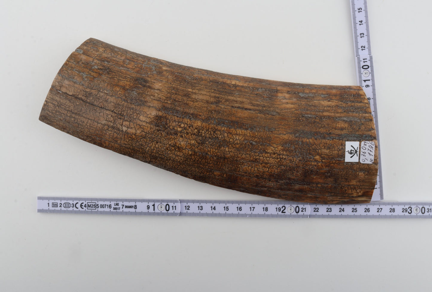 Beige mammoth bark