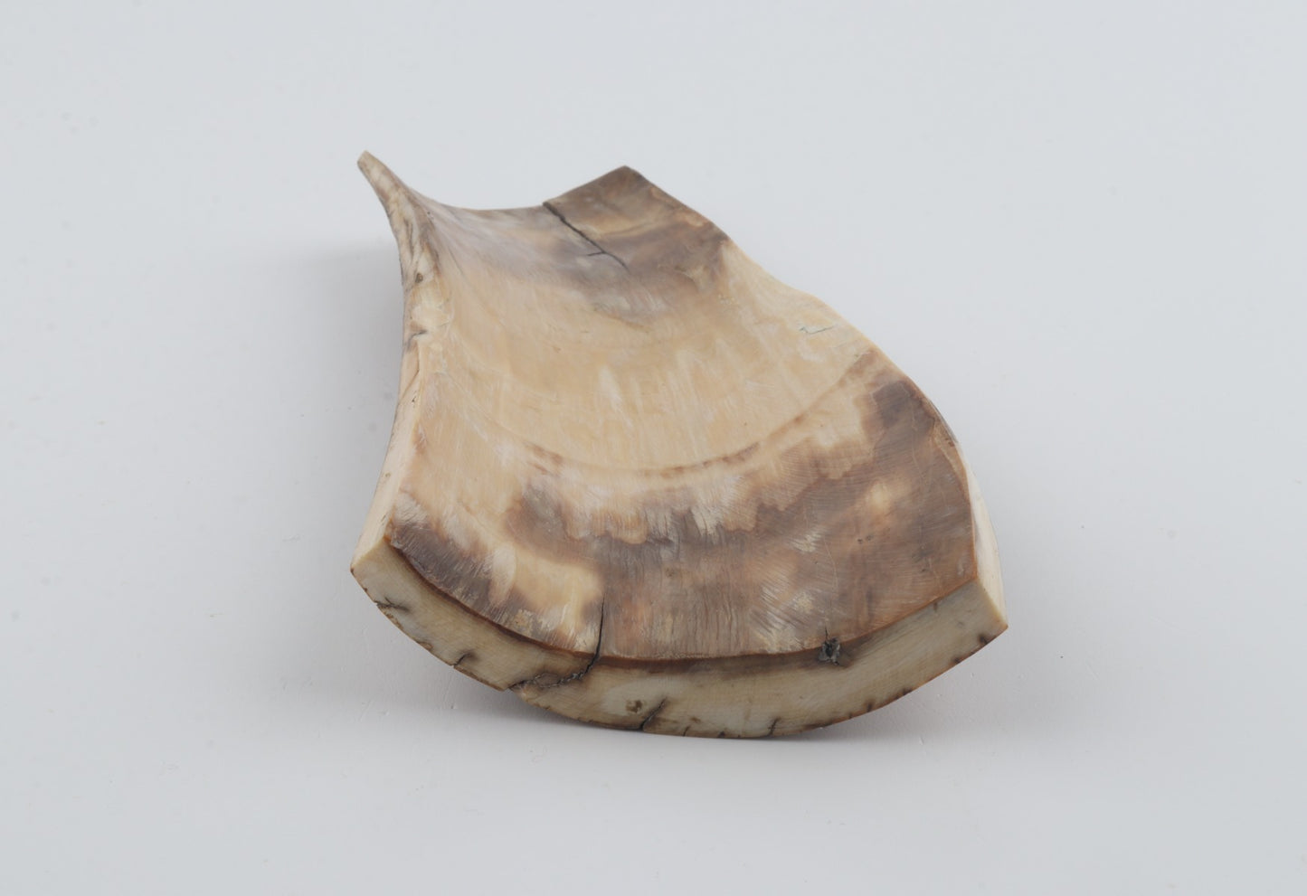 Beige mammoth bark