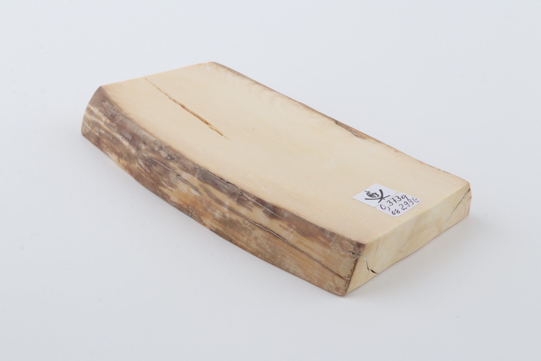 White mammoth ivory segment