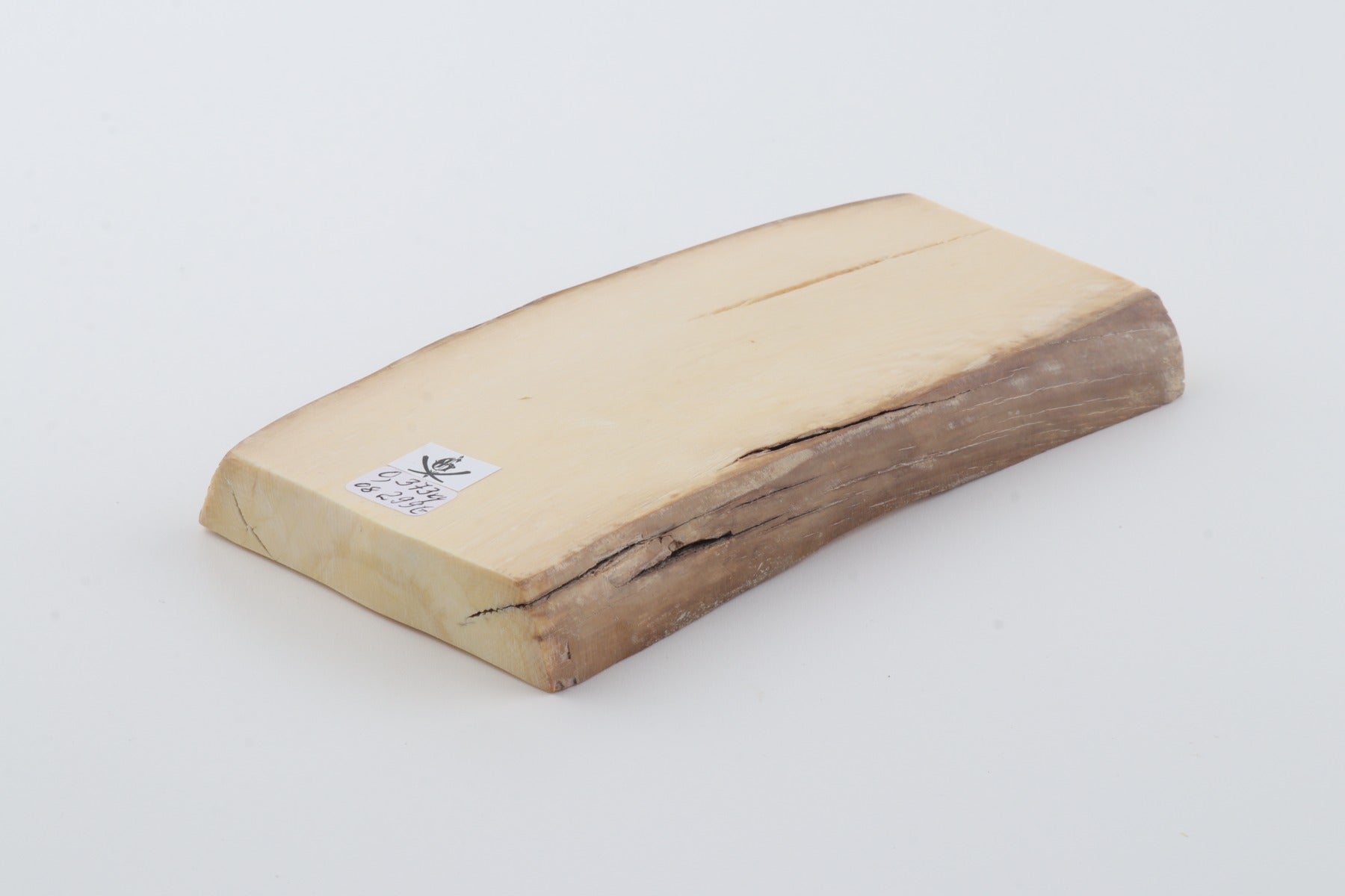 White mammoth ivory segment