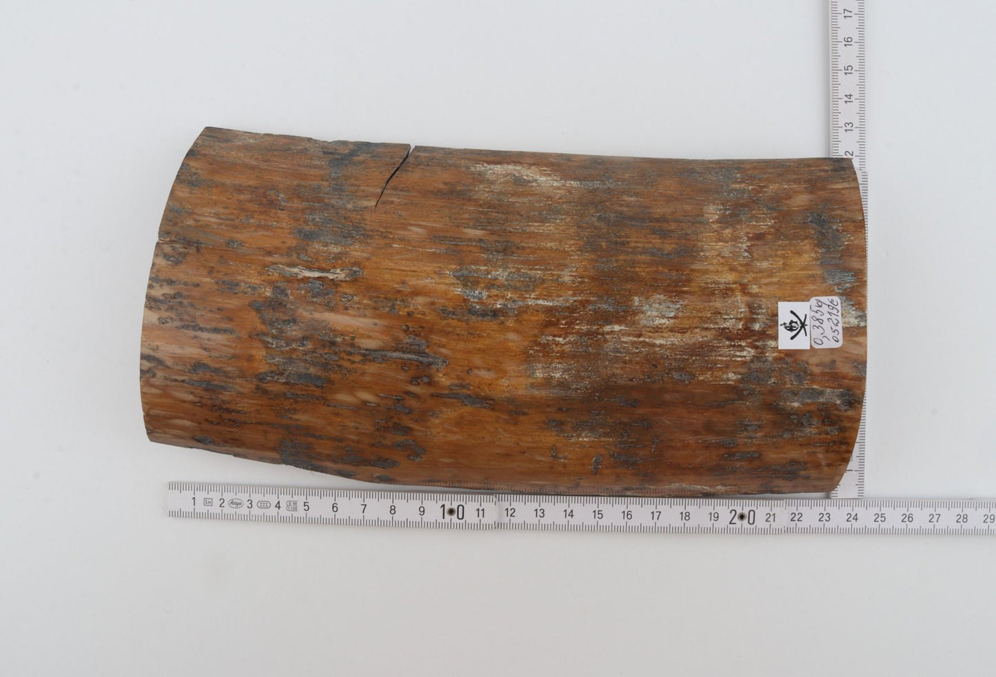 Brown-mustard mammoth bark