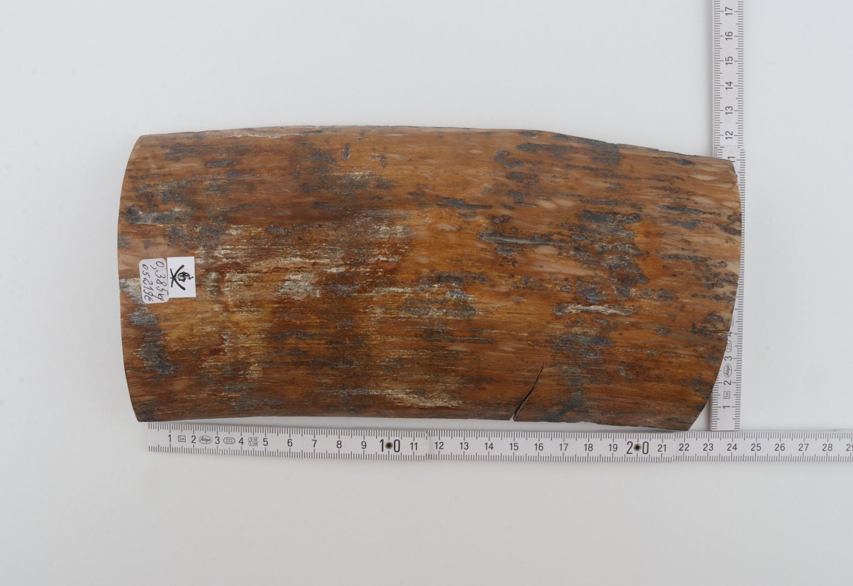 Brown-mustard mammoth bark