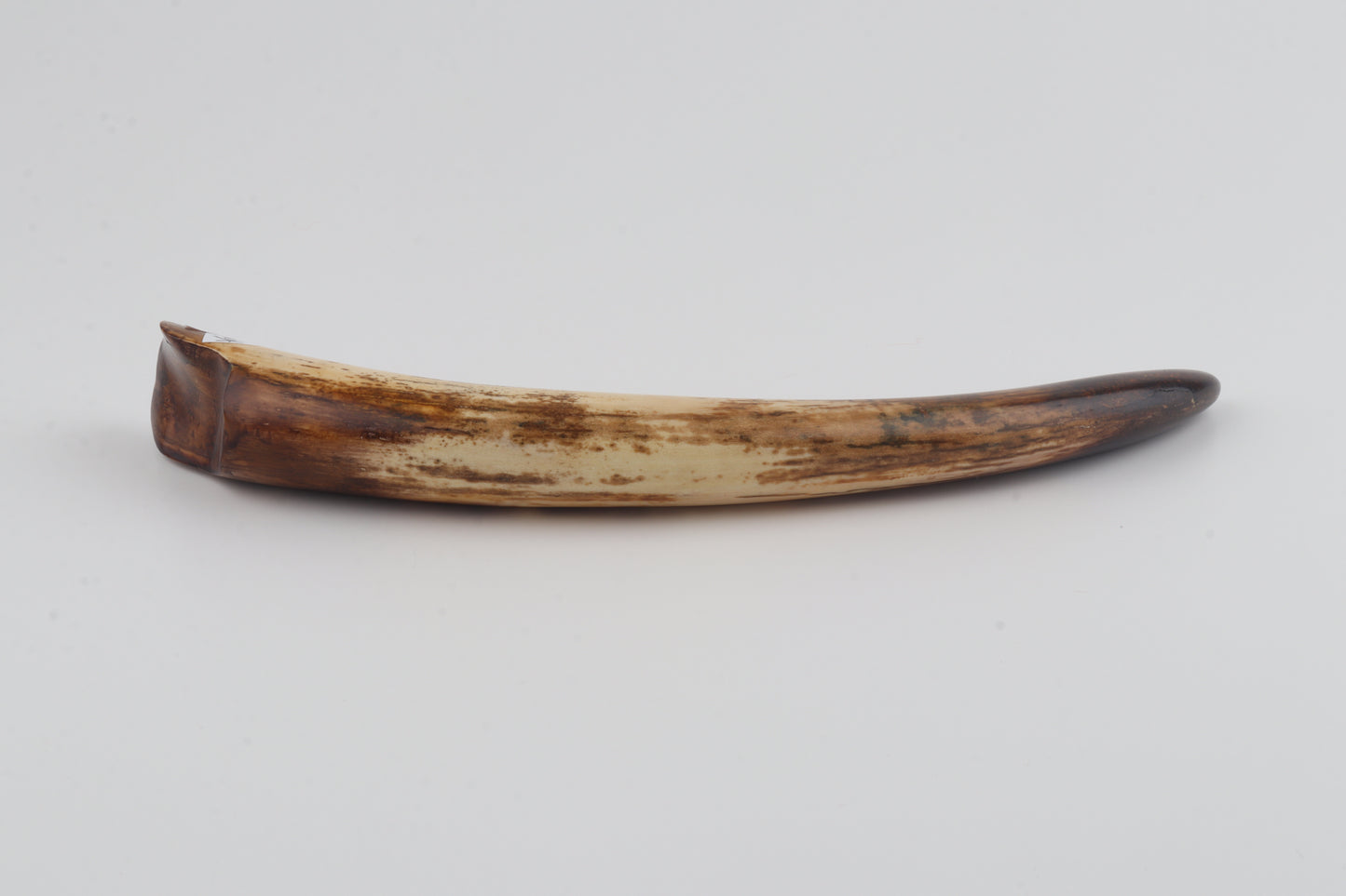 Restored mammoth tusk tip