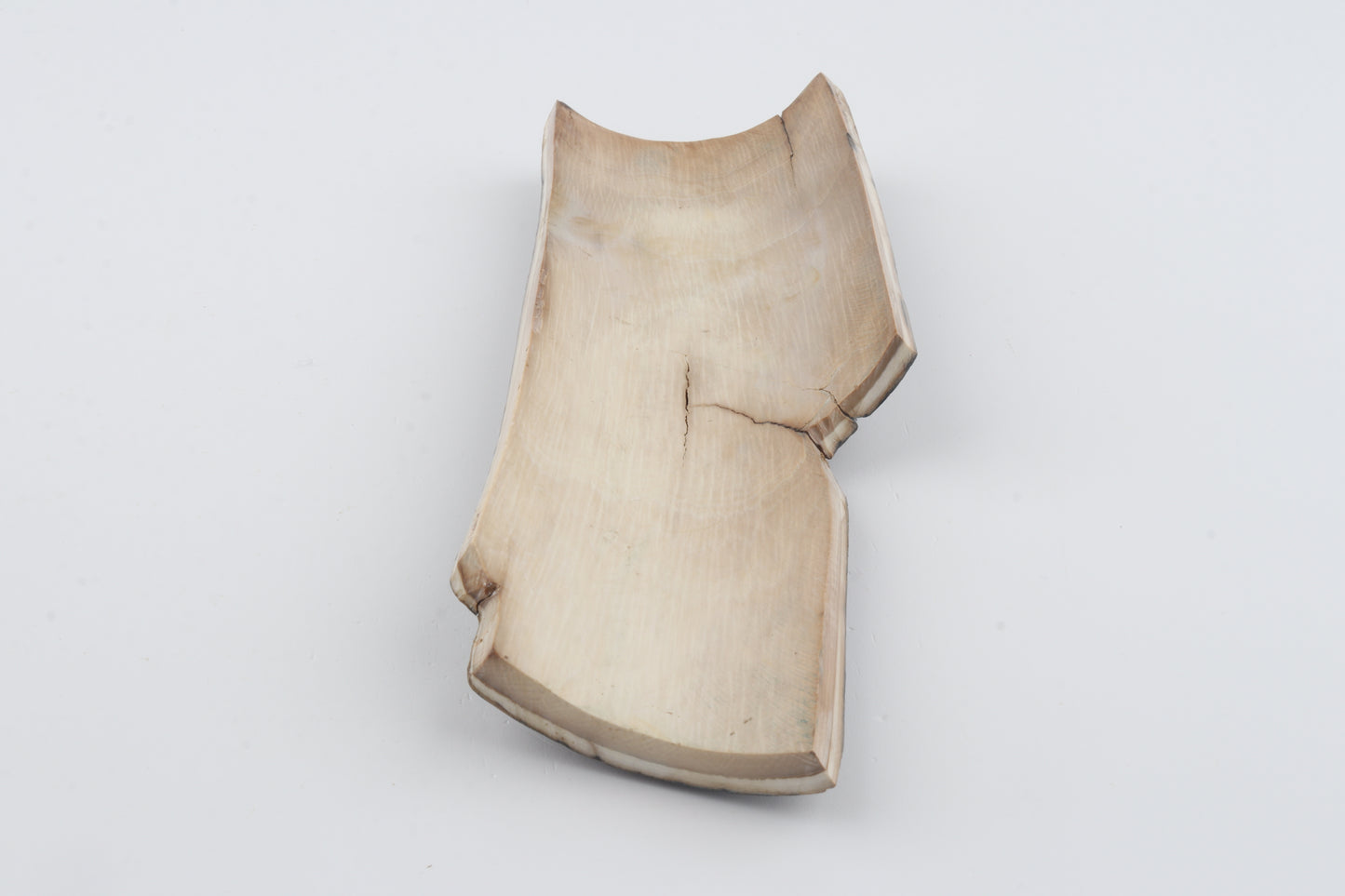 Brown-black mammoth bark