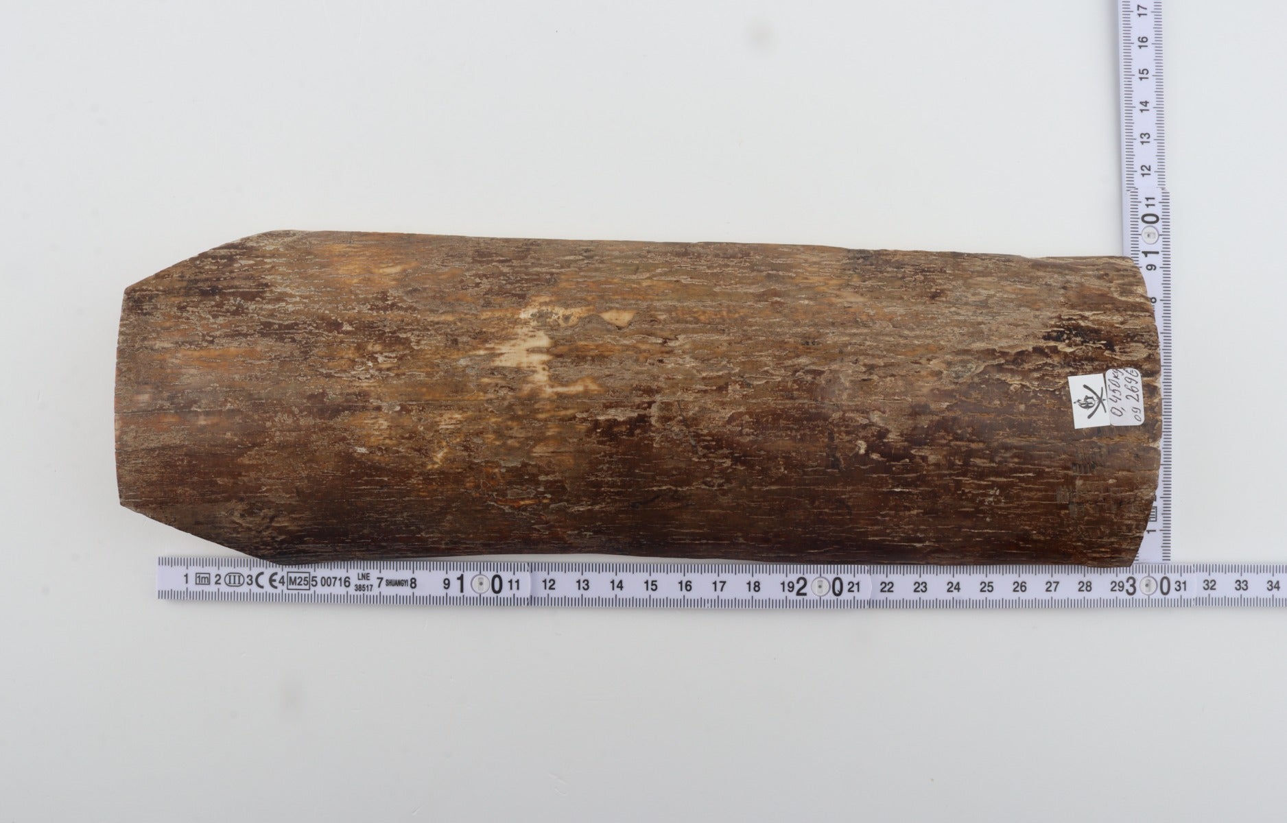 Beige mammoth bark