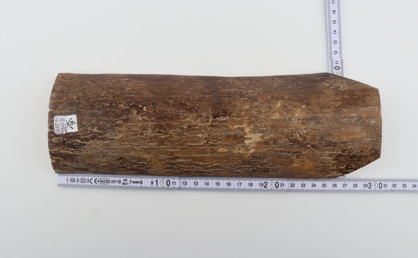 Beige mammoth bark