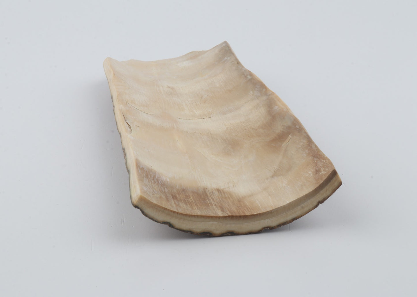 Beige mammoth bark