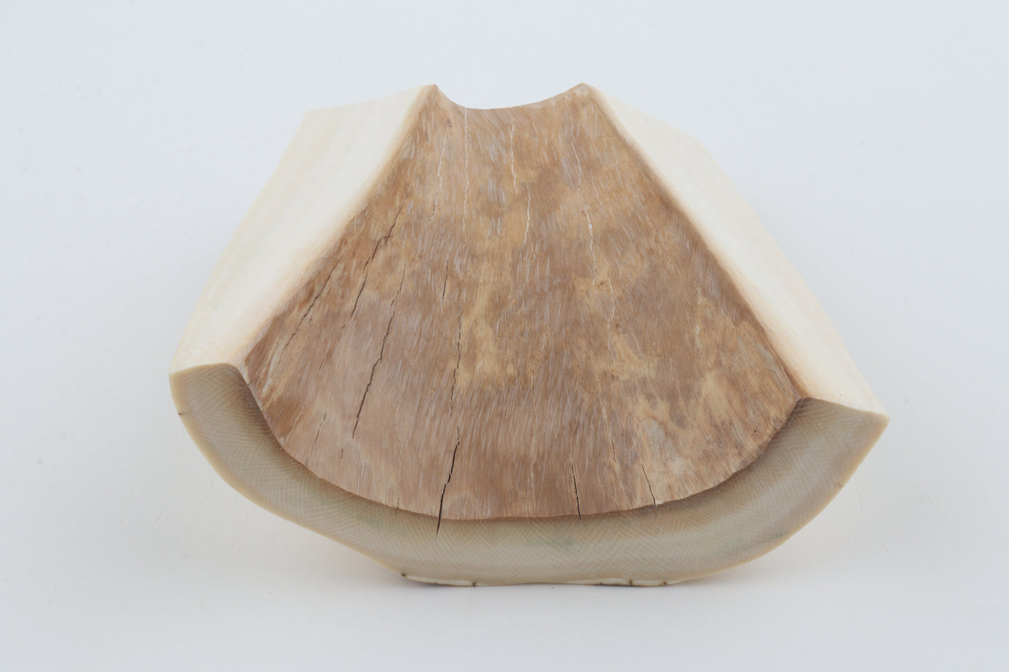 White mammoth ivory segment