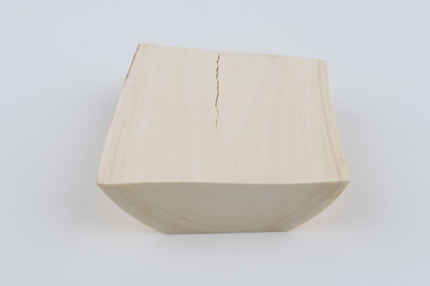 White mammoth ivory segment