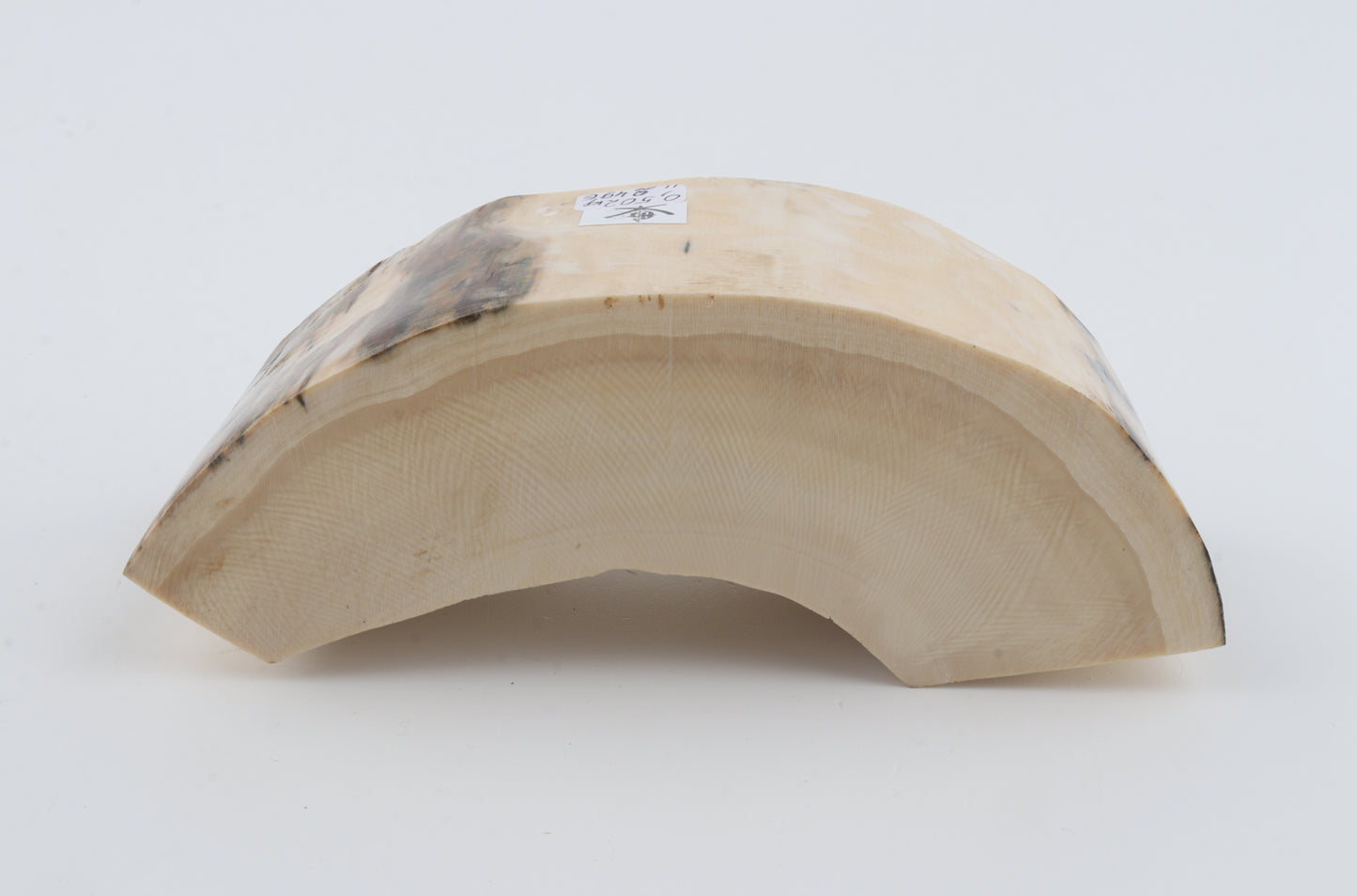 Natural mammoth tusk piece