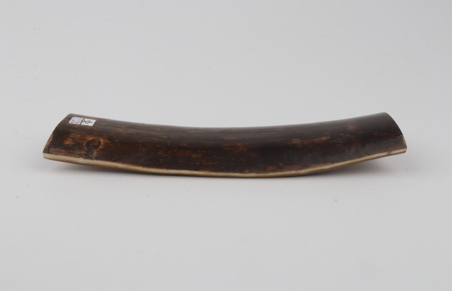 Brown mammoth bark