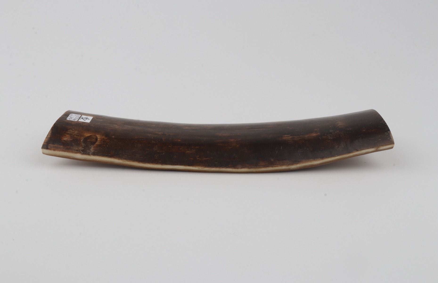 Brown mammoth bark