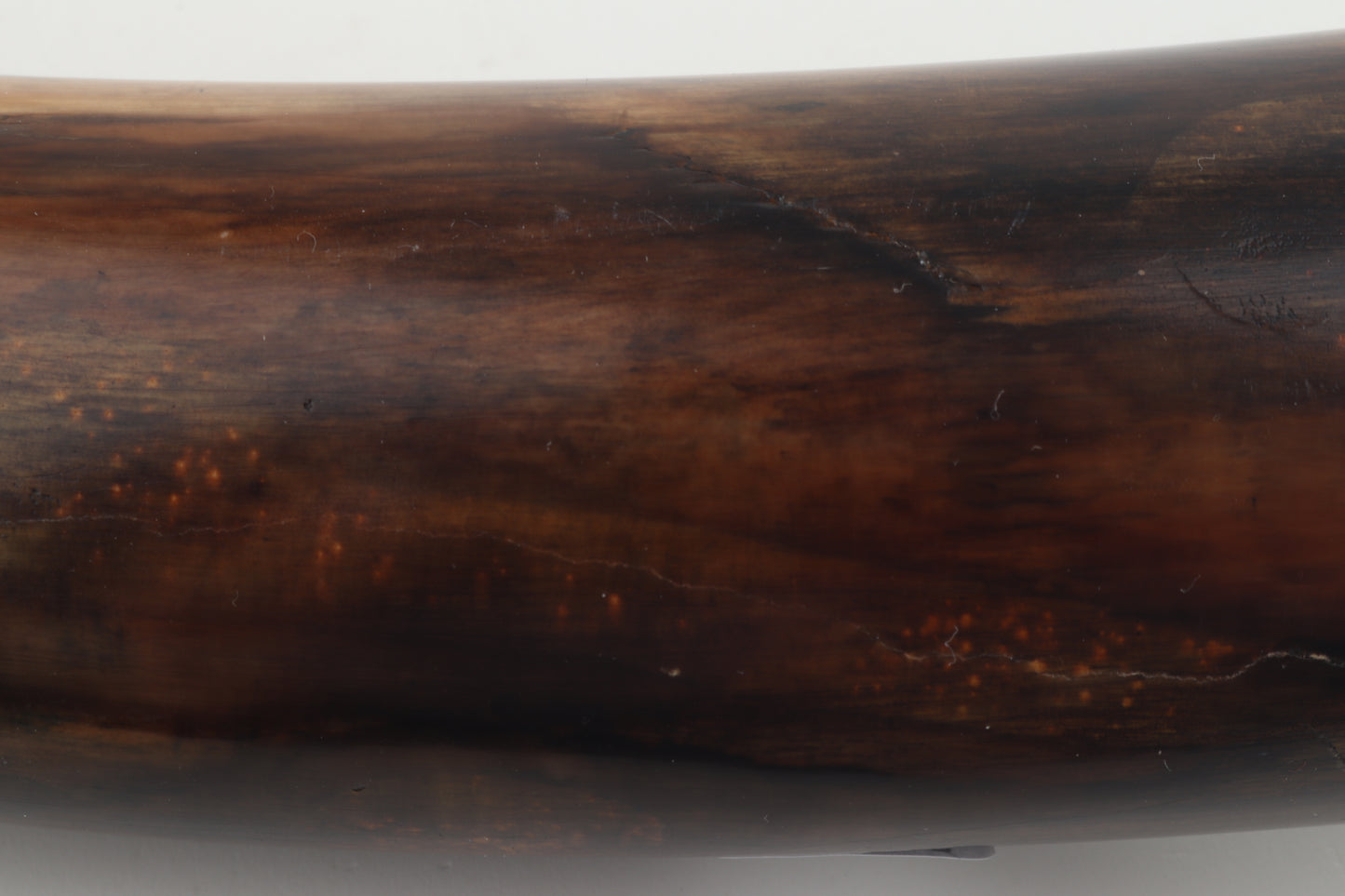 Restored mammoth tusk tip