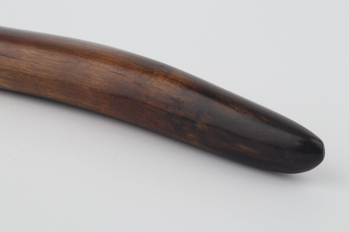 Restored woolly mammoth tusk