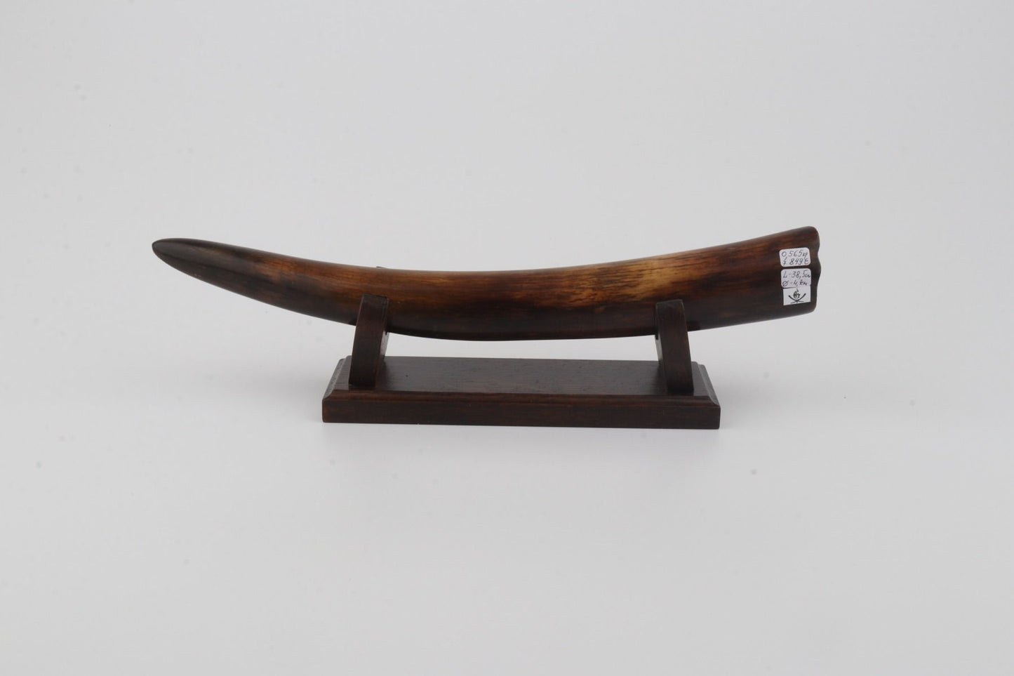 Restored woolly mammoth tusk