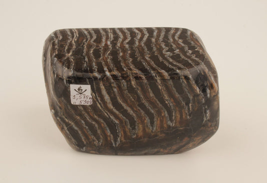 Stabilised mammoth molar
