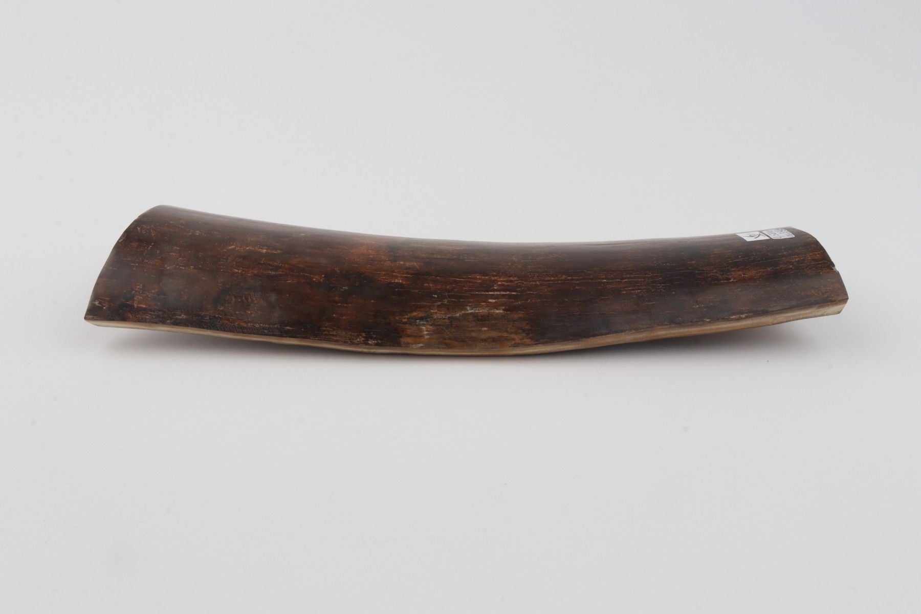 Brown mammoth bark
