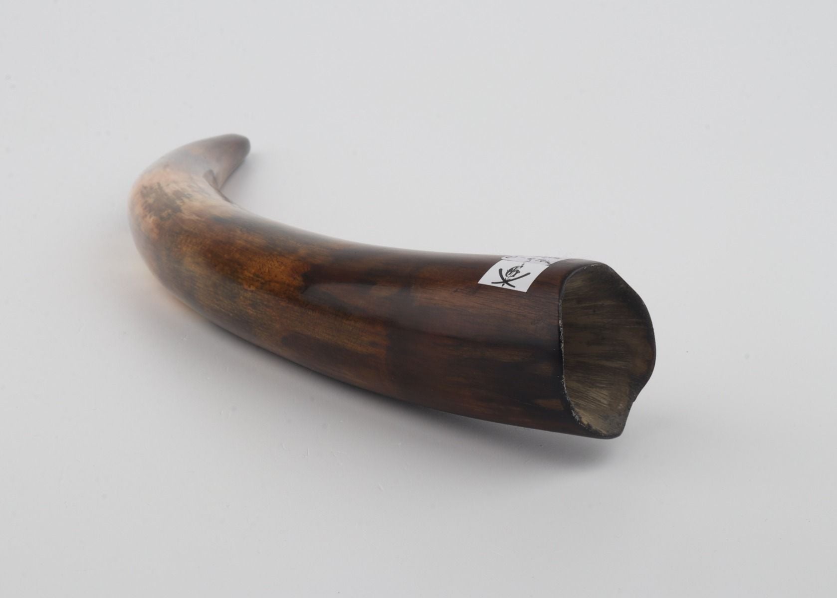 Restored woolly mammoth tusk