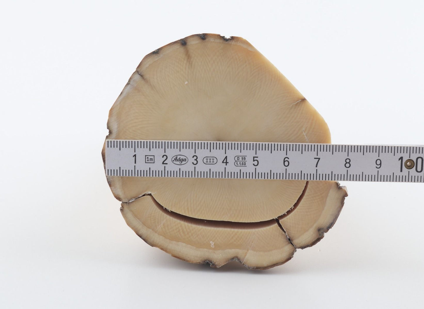 Round mammoth tusk piece