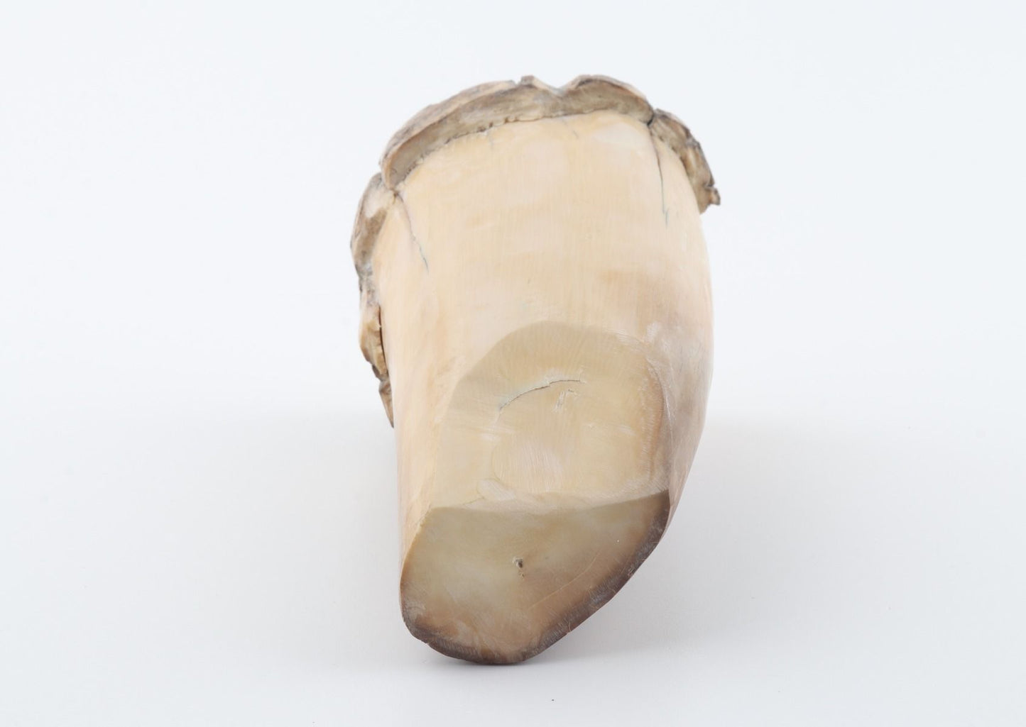 Round mammoth tusk piece