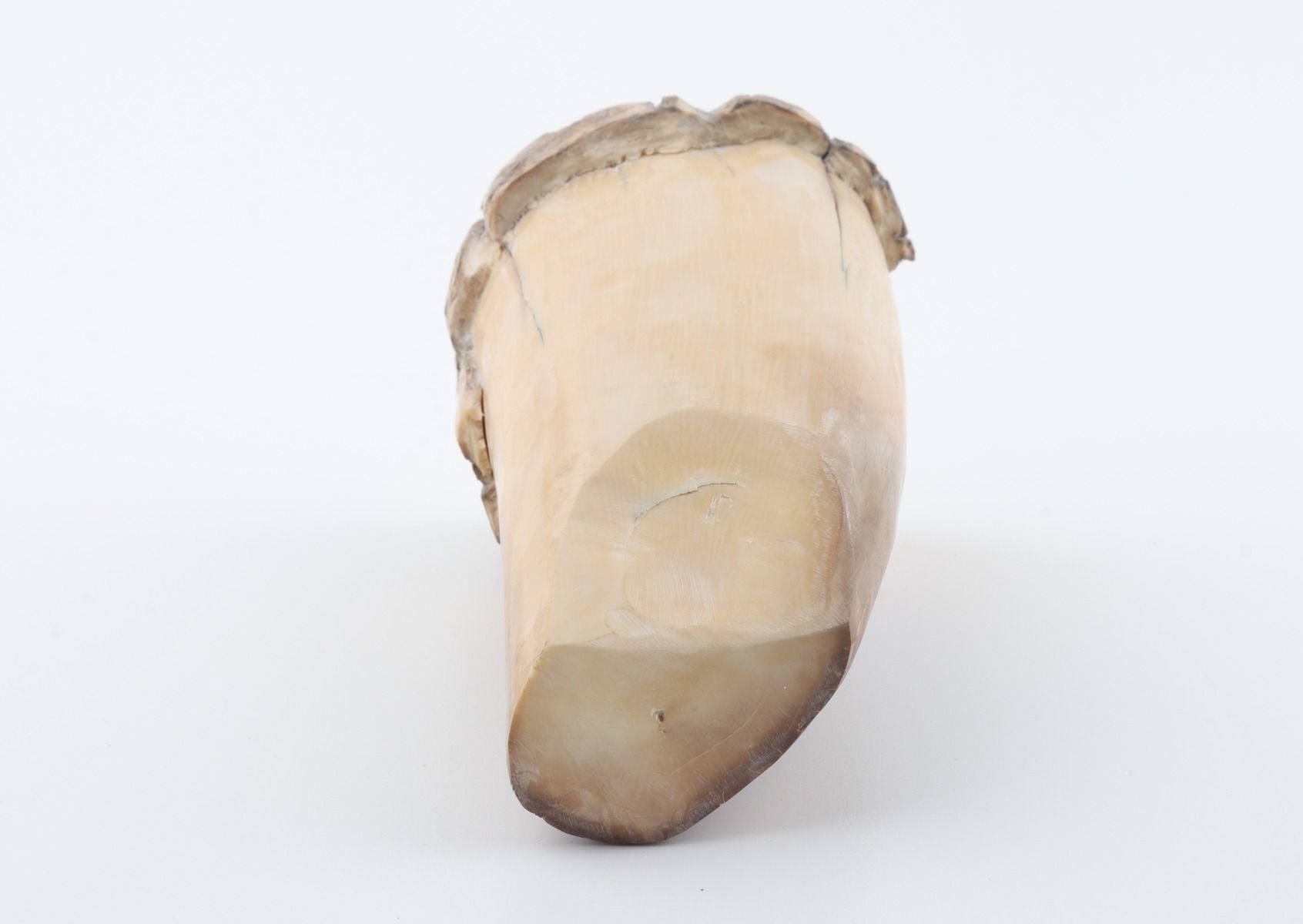 Round mammoth tusk piece