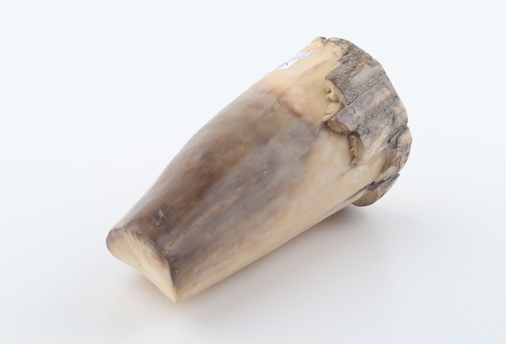 Round mammoth tusk piece